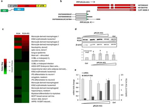 Identification Of Antisense Long Noncoding Rnas That Function As