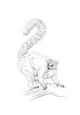 Tailed Ring Lemur Coloring sketch template