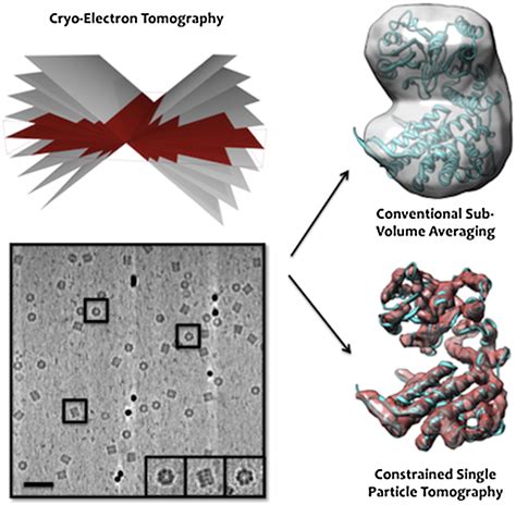 constrained single particle cryo electron tomography bartesaghi lab