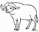 Buffalo Coloring Pages African Outline Carabao Drawing Printable Cartoon Color Bison Cape Popular Templates Template Sketch Head sketch template