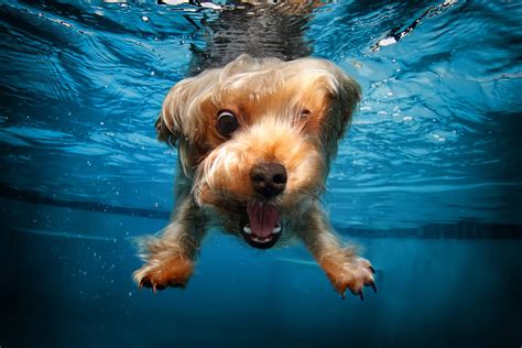 honden onder water mindsoupnl