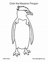 Coloring Penguin Macaroni sketch template