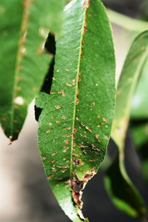 bacterial spot leaf symptoms  almond doctor