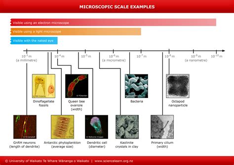 microscopic scale science learning hub