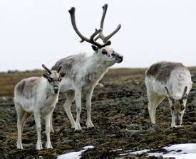 peary caribou nwt species  risk