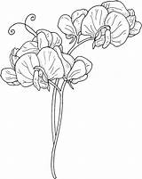 Pea Vine Peas Pisello Odoroso Getcolorings Kwiaty Kolorowanki 1622 1284 Supercoloring Zapisano sketch template
