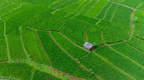 meski swasembada beras jumlah luas lahan pertanian  indonesia makin mengkhawatirkan