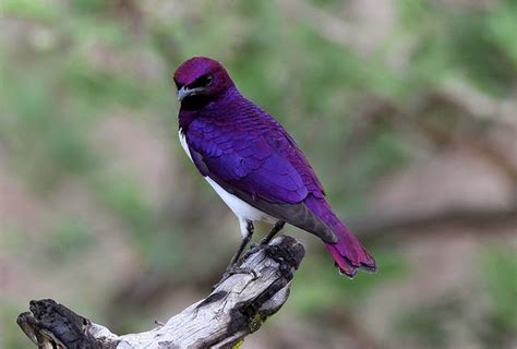 striking purple colored birds amazing animals