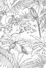 Paradise Birds Colouring Book sketch template