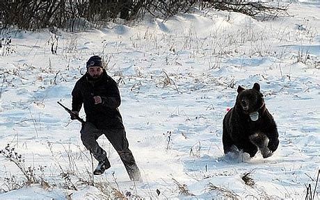bear chases man   shot  tranquilliser dart