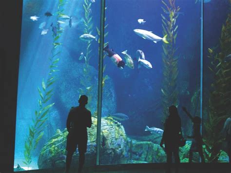 Aquarium Of The Pacific Discover Los Angeles