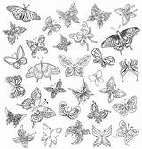 Papillons Papillon Adulte Vlinders Mariposas Coloriages Gratuit Dessins Variedad Vlinder Sommerfugle Boetseren Voorbeelden Tekenen Silhouette Qvectors Tatuaje Tatouage Vectorified Handdrawn sketch template