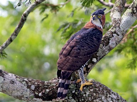 ornate hawk eagle ebird