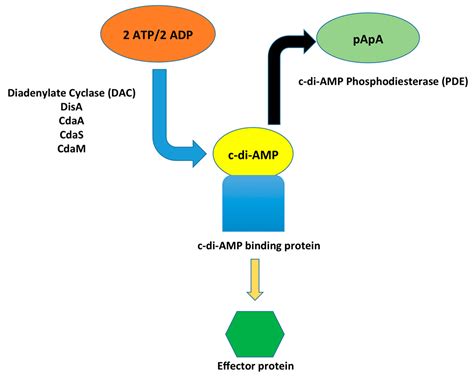 cyclic dimeric adenosine monophosphate   amp  vaccine adjuvant creative biolabs
