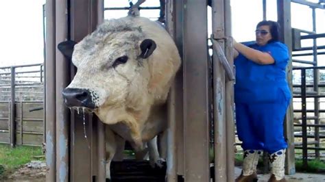 The World S Largest Cow Factory Will Give You Goosebumps Youtube