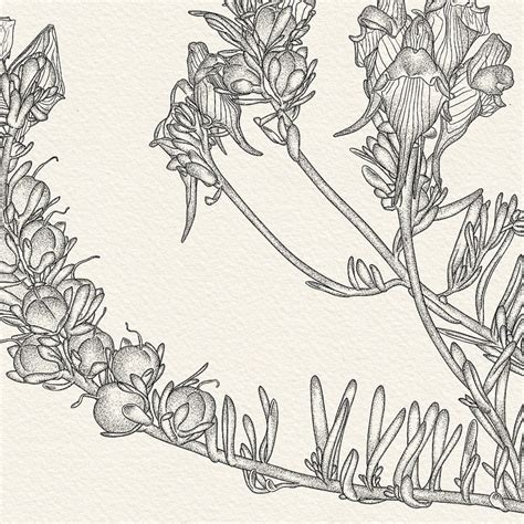 botanic illustrations domestika