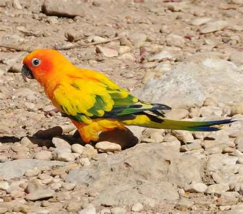 birds   world sun parakeet
