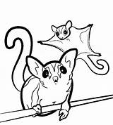 Glider Sugar Coloring Pages Gliders Drawing Svg Printable Animal Color Clipart Sugarglider Silhouette Print Template Colouring Clip Animals Sheet Glidergossip sketch template