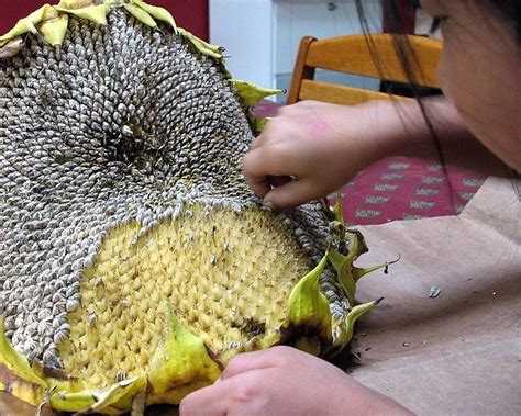 harvest  process sunflower seeds modern design sunflower