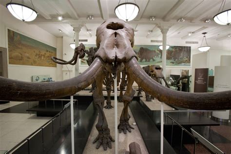 facts  mastodons  science