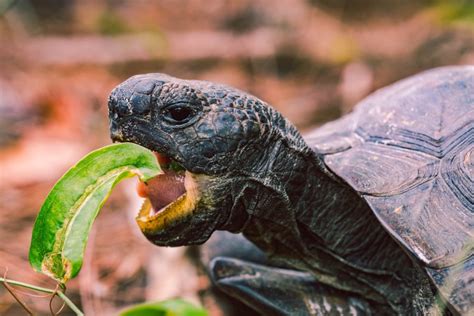 pet turtles eat diet explained nature discovery