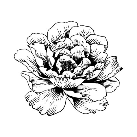 peony coloring pages etsy