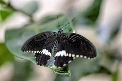 black butterfly meaning  myths spiritual symbolism