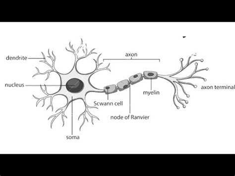 draw structure  neuronneuron diagram labelleddiagram