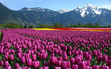 splendour  tulips  kashmir agrasar foundation