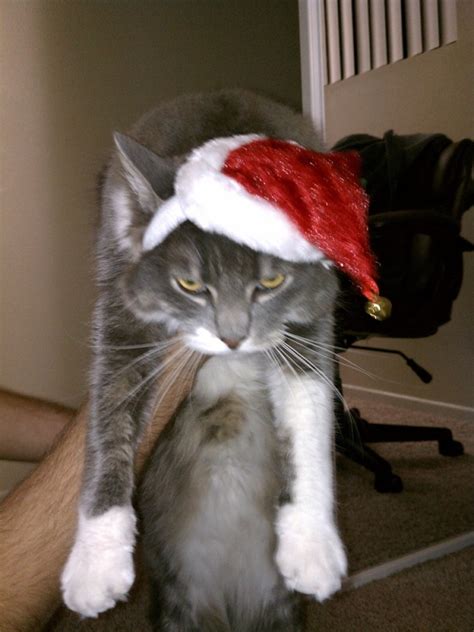 irti funny picture 543 tags unhappy cat forced santa hat