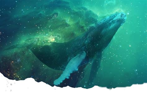 whale banner