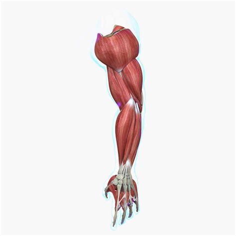 arm muscle model anatomy