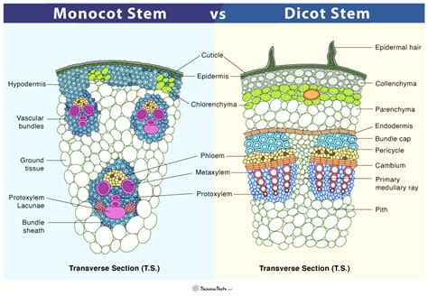monocot  dicot stem differences similarities