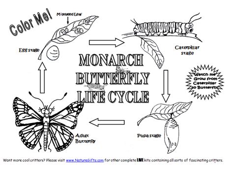 monarch butterfly life cycle coloring page monarch butterfly