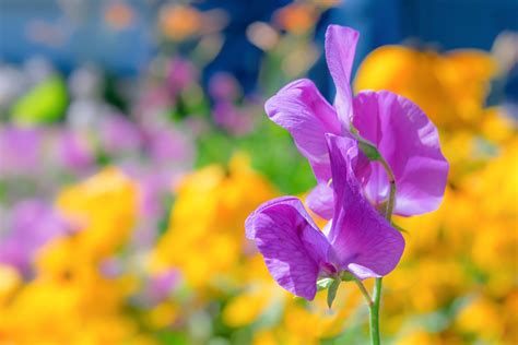 growing sweet peas   plant care  sweet pea flowers