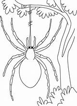Spinnen Coloriage Kleurplaten Herfst Dessin Incy Wincy Alouine Imprimer Spiders Araignée Coloori Magique Kaynak sketch template