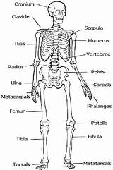 Labeled Skeletal Unit Bone Skeletons Homeschool Torso Test Anatomie Systems Worksheets sketch template