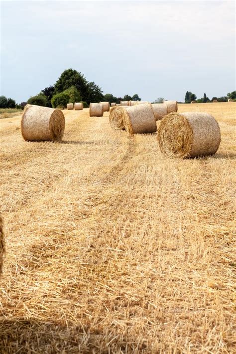 hay bale stock image image  grass crop feed