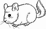 Mouse Coloring Chinchilla Pages Dormouse Color Cute Kids Mice Print Colouring Printable Animal Gif Chinchillas Drawing Cool sketch template