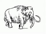 Mammouth Sabre Tigre Dent Mammoth Woolly Coloriages Mamoth Imprimable Coloringhome sketch template