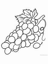 Grape Grapes Vineyard sketch template