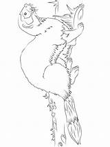 Ferret sketch template