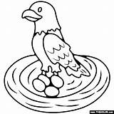 Eagle Nest Coloring Pages Eggs sketch template