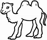 Camel Coloring Pages Book Camels sketch template