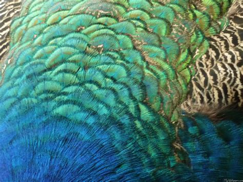 mlewallpaperscom peacock feathers