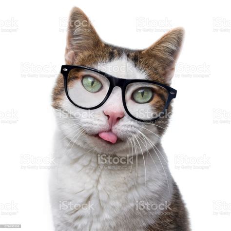 funny tabby cat in nerd glasses put out his tongue isolated on white