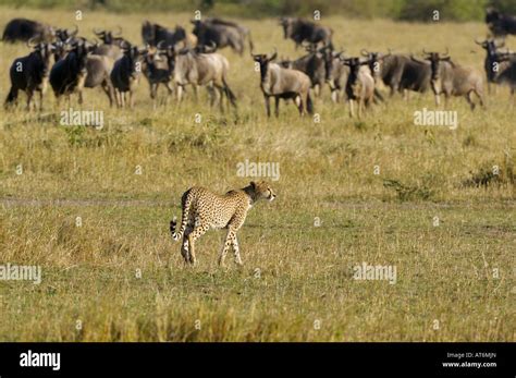 cheetah chase  wildebeest  res stock photography  images alamy