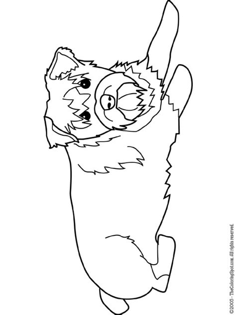 schnauzer coloring page audio stories  kids  coloring pages