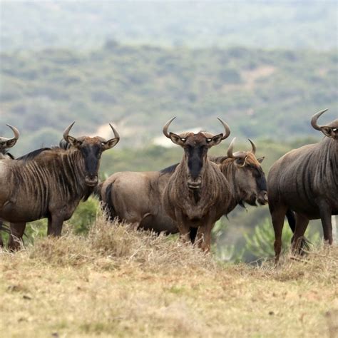 interesting facts   blue wildebeest blue wildebeest facts