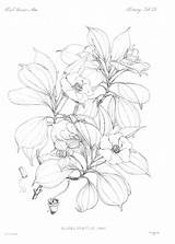Coloring Adult Botanical Pages Sheets Botany Colouring Printable Adults Kitka sketch template